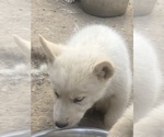 Puppy 1 Swiss Shepherd-Timber Wolf Mix
