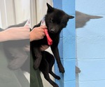Small #4 Huskies -Pomeranian Mix
