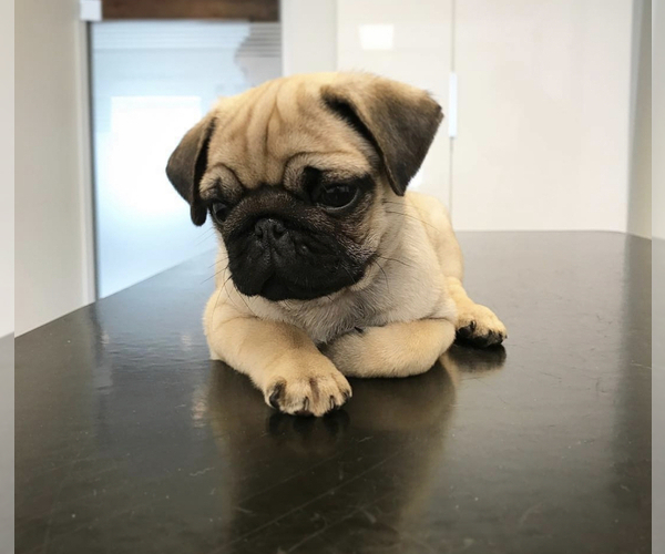 Medium Photo #1 Pug Puppy For Sale in LAKE MARY, FL, USA