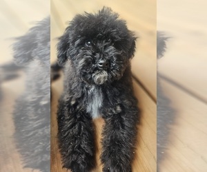 Goldendoodle (Miniature) Puppy for Sale in COLVILLE, Washington USA