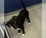 Small Labrador Retriever Mix