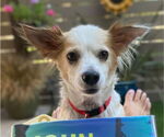 Small #3 Chihuahua Mix