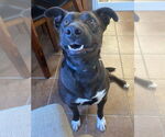 Small #5 Labrador Retriever Mix