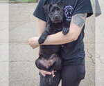 Small #4 Labrador Retriever Mix
