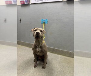 Mutt Dogs for adoption in Las Vegas, NV, USA