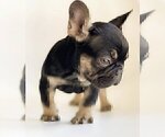 Small Photo #2 French Bulldog Puppy For Sale in ROSS, CA, USA