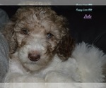Puppy Zulu Poodle (Standard)