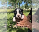 Small Photo #23 Boston Terrier Puppy For Sale in COTTONWOOD, CA, USA