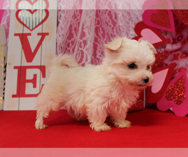 Medium Photo #1 Maltese Puppy For Sale in CHANUTE, KS, USA