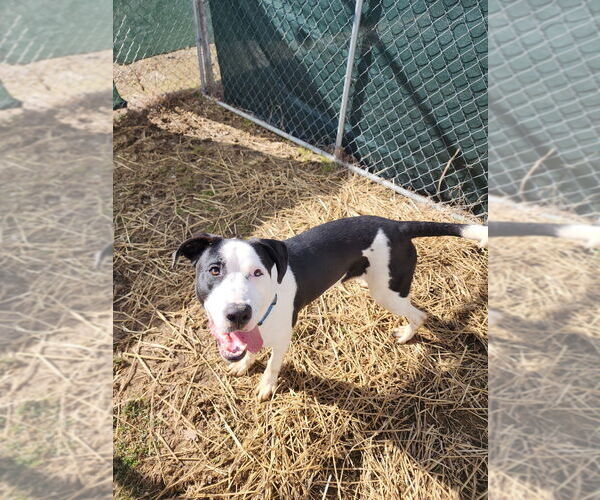 Medium Photo #4 American Pit Bull Terrier-Unknown Mix Puppy For Sale in Evansville, IN, USA