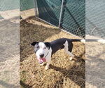 Small #3 American Pit Bull Terrier Mix