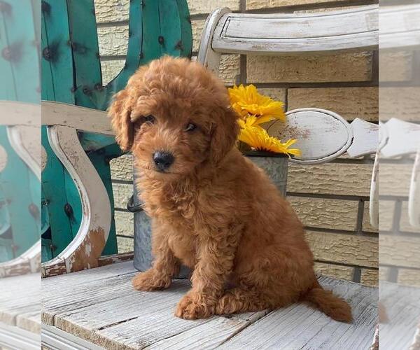Medium Photo #1 Goldendoodle Puppy For Sale in ROYAL PALM BEACH, FL, USA