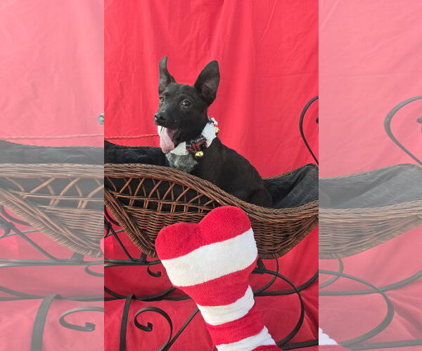 Medium Photo #3 Chihuahua-Unknown Mix Puppy For Sale in Missouri City, TX, USA