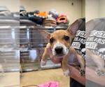 Small Photo #2 Mutt Puppy For Sale in Rockwall, TX, USA