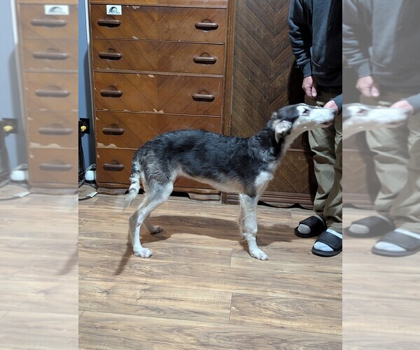 Medium Photo #8 Borzoi Puppy For Sale in FULTON, NY, USA