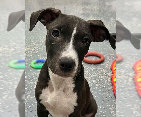 Medium Photo #7 American Pit Bull Terrier-Labrador Retriever Mix Puppy For Sale in Brewster, NY, USA