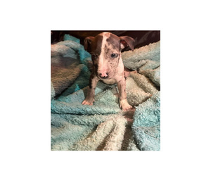 American Bully-American Pit Bull Terrier Mix Puppy for sale in LANSFORD, PA, USA