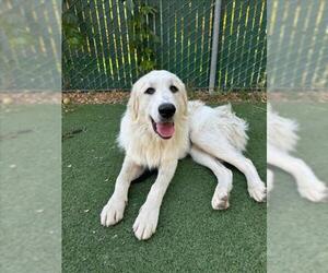 Great Pyrenees Dogs for adoption in Woodland, CA, USA