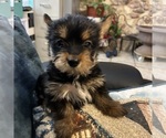 Small Photo #22 Yorkshire Terrier Puppy For Sale in BRIDGETON, NJ, USA