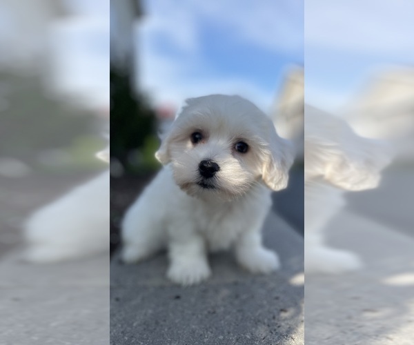 Medium Photo #2 Coton de Tulear-Poodle (Toy) Mix Puppy For Sale in CANOGA, NY, USA