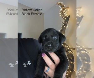 Labrador Retriever Puppy for sale in NORTH PORT, FL, USA