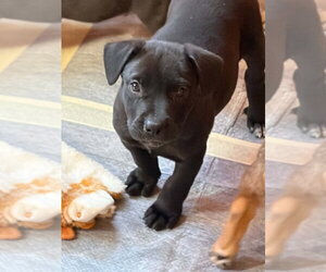 Mutt Dogs for adoption in Aurora, IN, USA