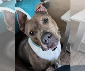 American Bulldog-Unknown Mix Dogs for adoption in Chandler, AZ, USA