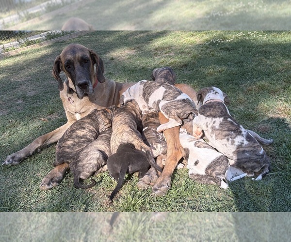 Medium Photo #19 Great Dane Puppy For Sale in CLANTON, AL, USA
