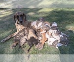 Small #18 Great Dane