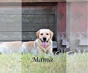 Mother of the Labrador Retriever puppies born on 01/13/2023