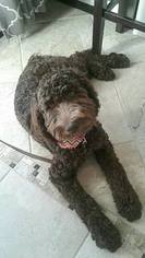 Labradoodle Puppy for sale in TUCSON, AZ, USA