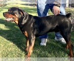 Small #49 Rottweiler