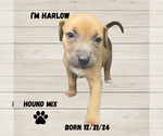 Small #13 Mutt