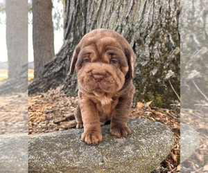 Cocker-Pei Puppy for sale in MIDDLEBURY, IN, USA