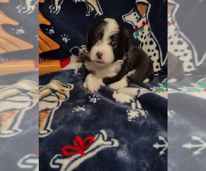 Pembroke Welsh Corgi-Poodle (Miniature) Mix Puppy for sale in LEBANON, MO, USA