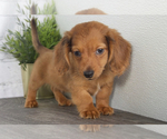 Small Photo #1 Dachshund Puppy For Sale in RED LION, PA, USA