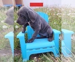 Small Photo #17 Great Dane Puppy For Sale in OGDEN, UT, USA