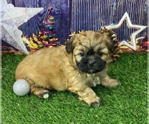ShihPoo Puppy for sale in CASSVILLE, MO, USA
