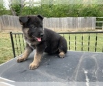 Small Photo #7 German Shepherd Dog Puppy For Sale in COLUMBIA, MO, USA