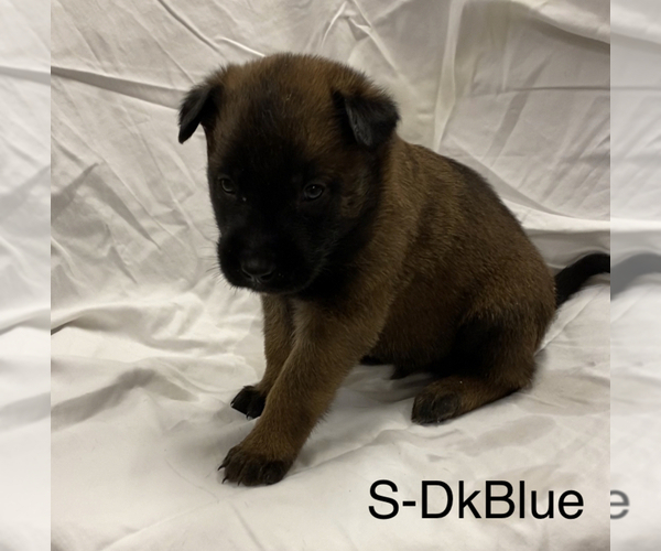 Medium Photo #8 Belgian Malinois Puppy For Sale in LABADIE, MO, USA