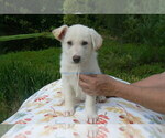 Small #8 German Shepherd Dog