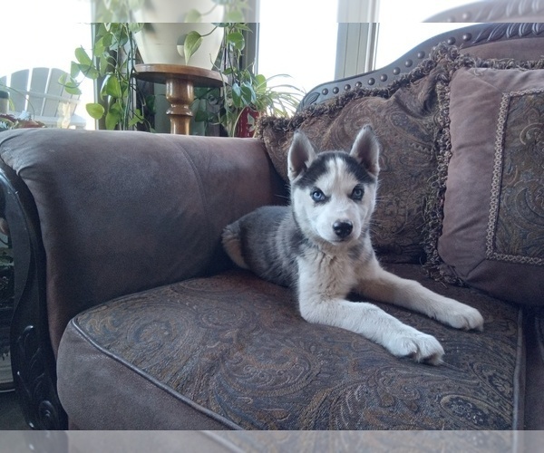 Medium Photo #1 Siberian Husky Puppy For Sale in WESTCLIFFE, CO, USA