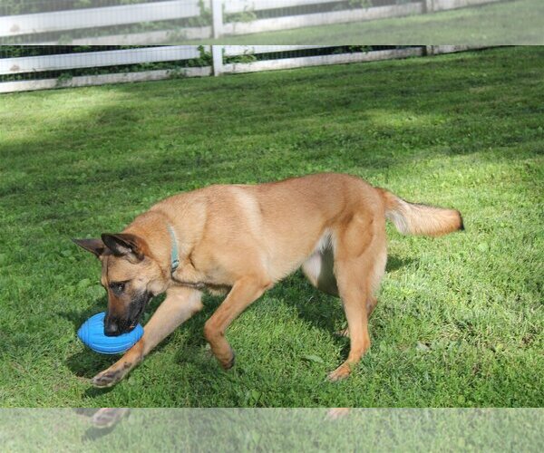 Medium Photo #8 Mutt Puppy For Sale in Stevens Point, WI, USA