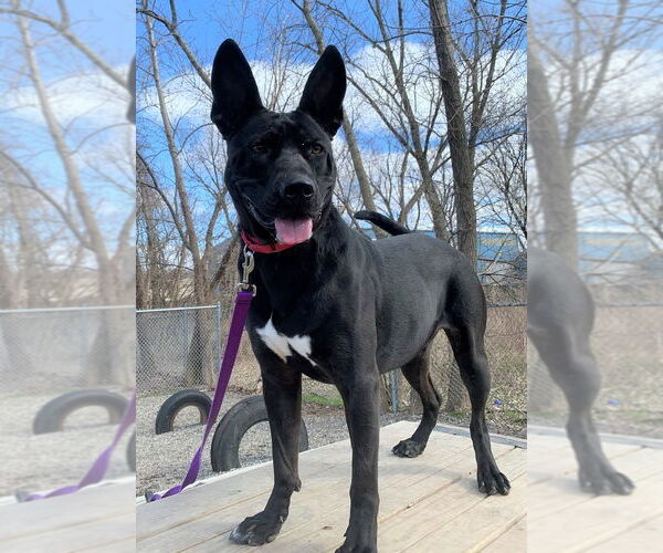 Medium Photo #4 Mutt Puppy For Sale in Elmsford, NY, USA