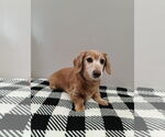 Small #1 Dachshund