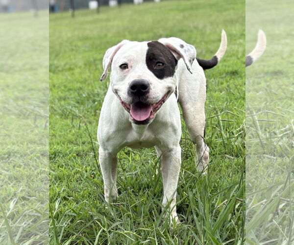 Medium Photo #3 American Pit Bull Terrier-Unknown Mix Puppy For Sale in Virginia Beach, VA, USA