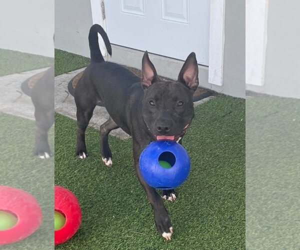 Medium Photo #28 Mutt Puppy For Sale in Pompano Beach , FL, USA