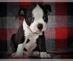 Puppy 2 Boston Terrier