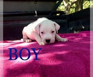 Dogo Argentino Puppy for sale in PATTERSON, CA, USA