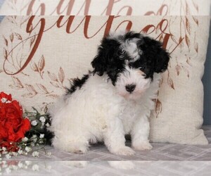 Poodle (Miniature) Puppy for sale in FREDERICKSBURG, OH, USA